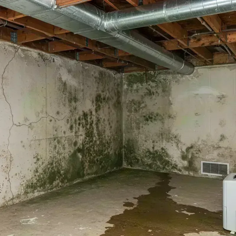 Professional Mold Removal in New Baden, IL